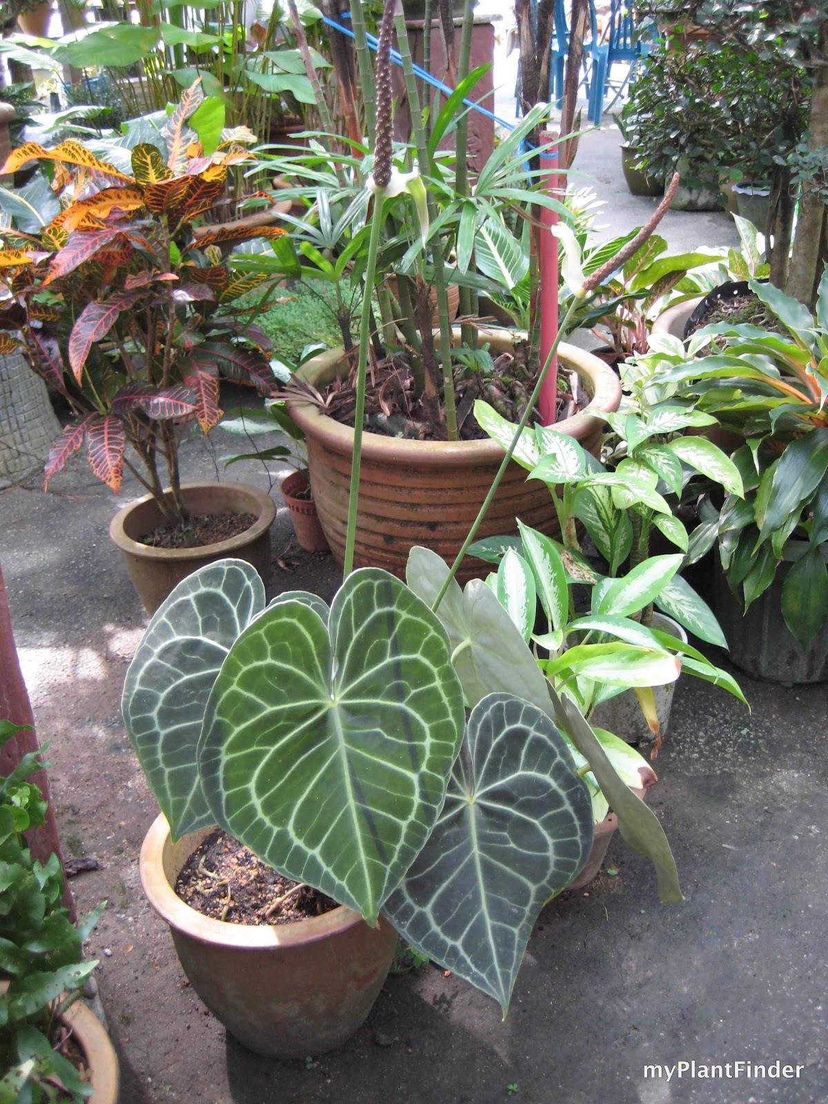 MY PLANT FINDER Plant Guide Anthurium clarinervium