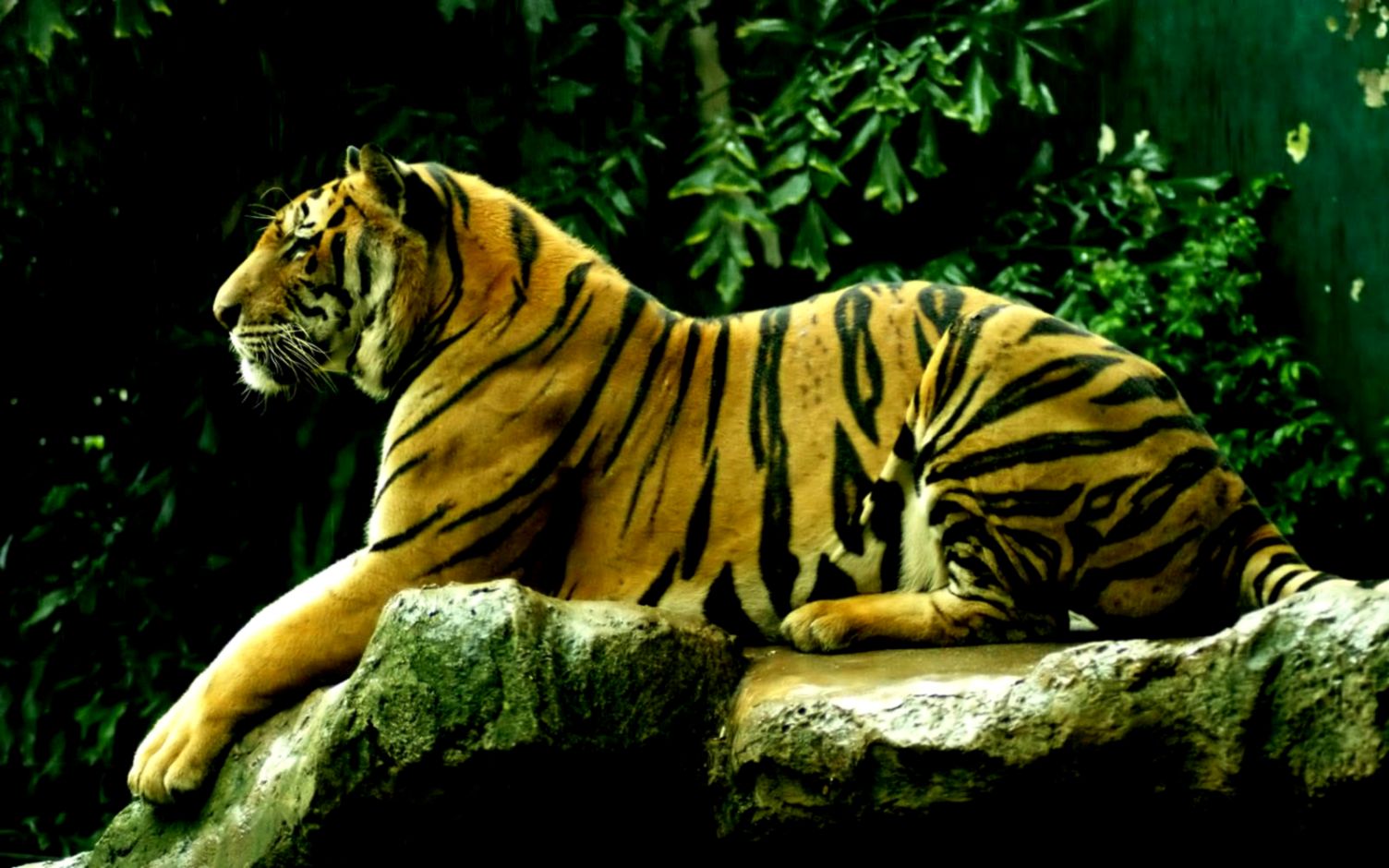 Royal Bengal Tiger Royal Bengal Tiger