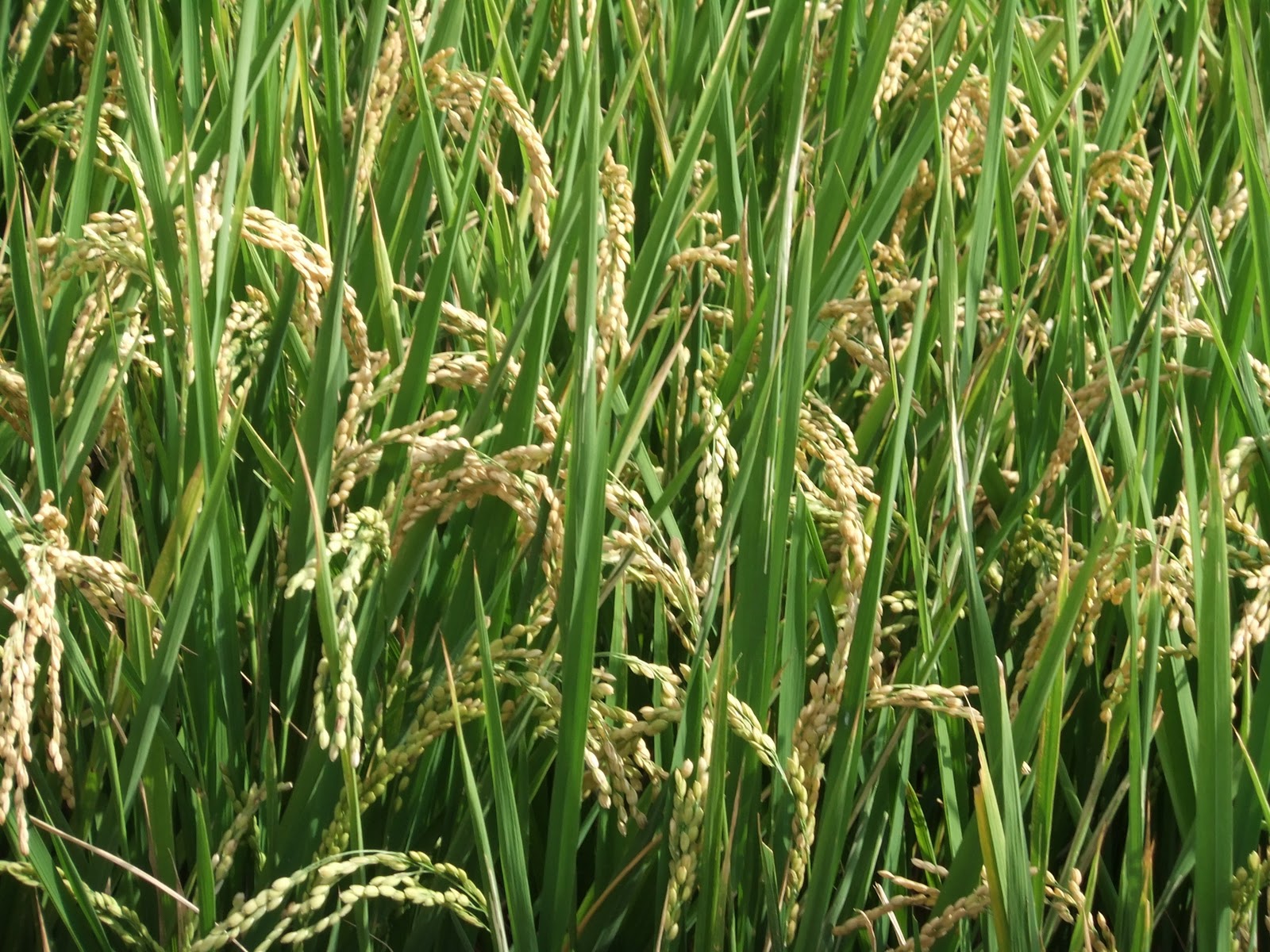 How to Plant and Grow Rice in Taiwan • We Blog The World