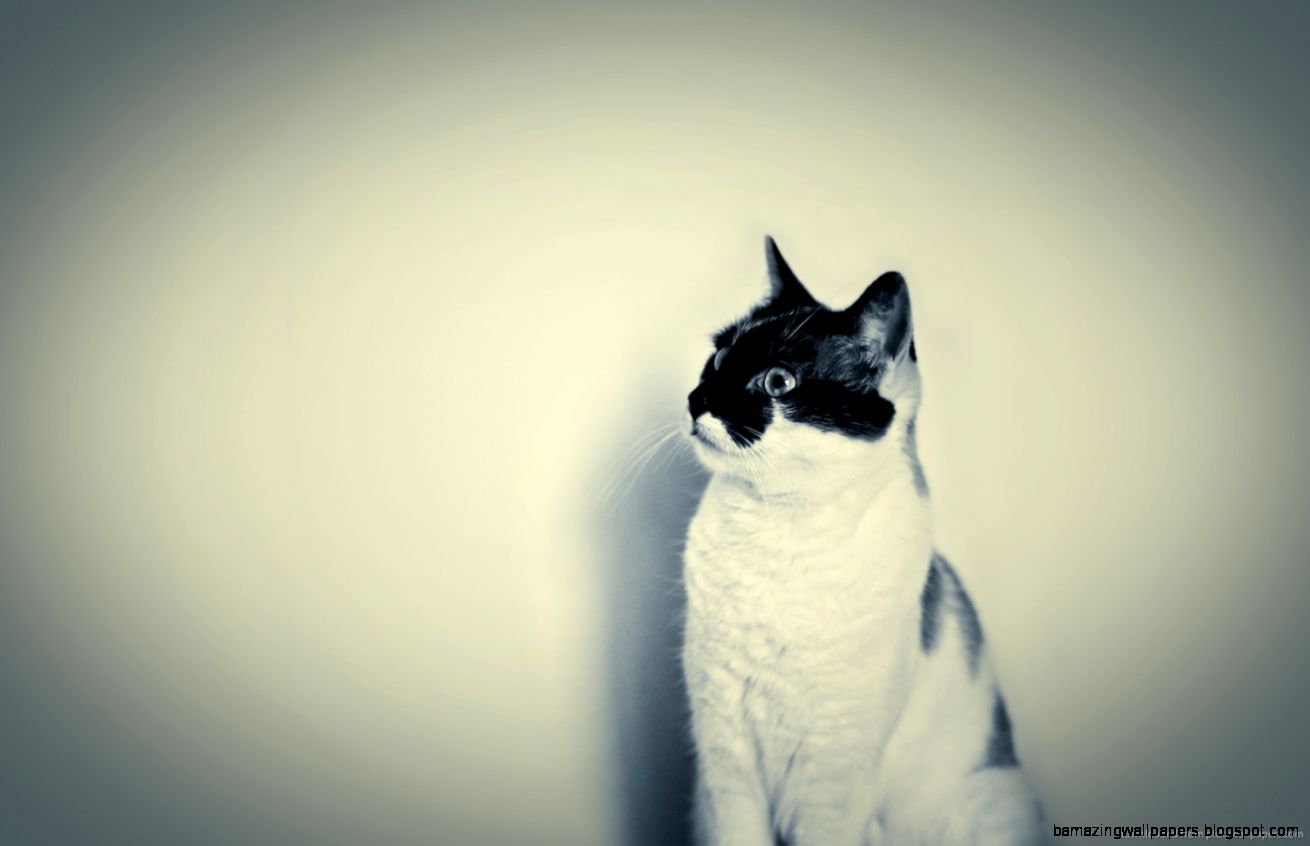 Hipster Backgrounds cats HD Wallpaper Backgrounds Tumblr Hipster Backgrounds cats HD Wallpaper Backgrounds Tumblr