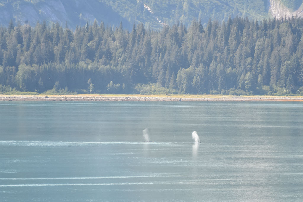 Humpback Whale Water Spouts in Glacier Bay