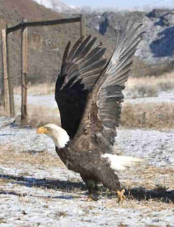 female bald eagle