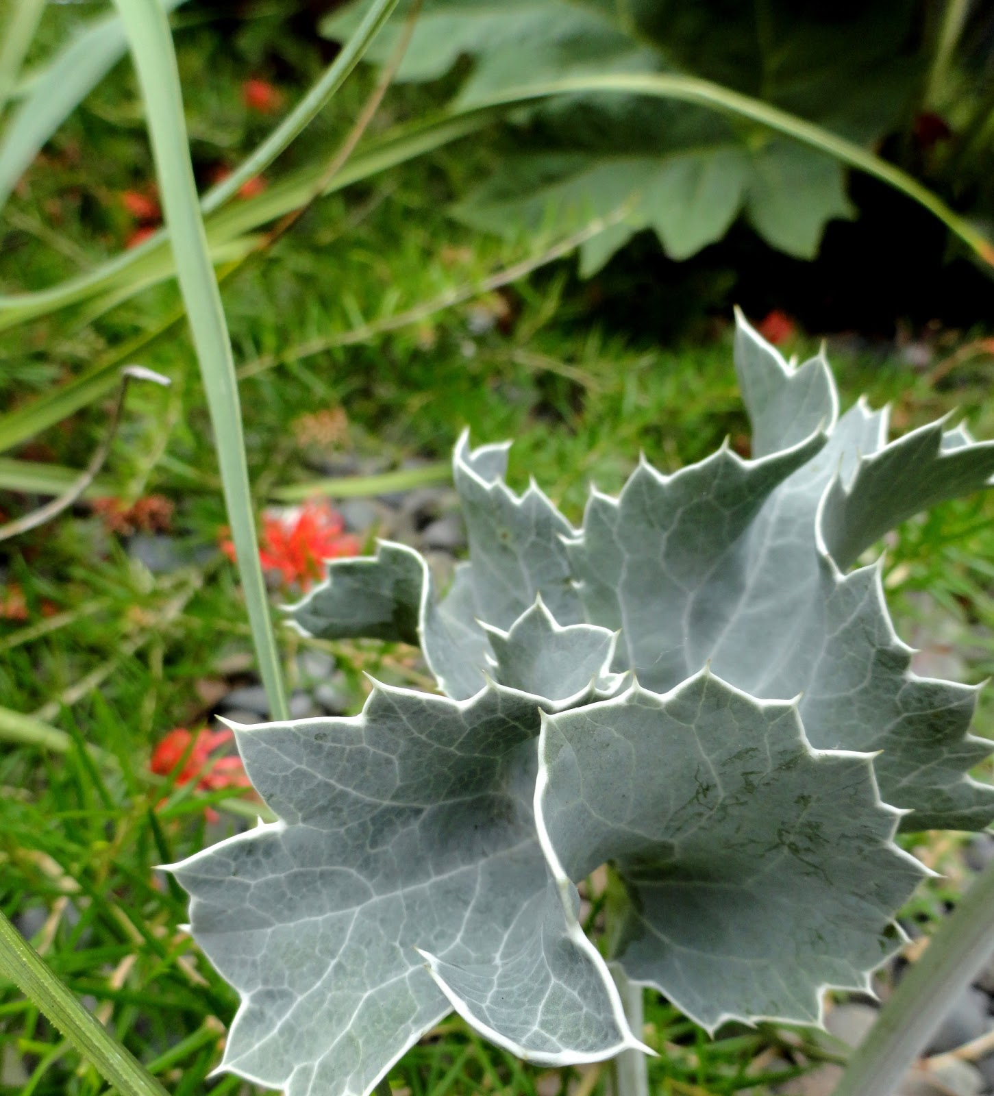 danger garden Eryngium maritimum, my favorite plant in the garden this