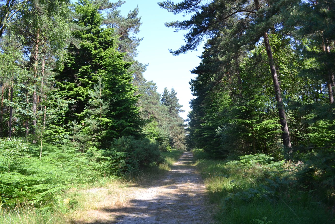 Walks among Flowers Berkshire Bracknell Forest