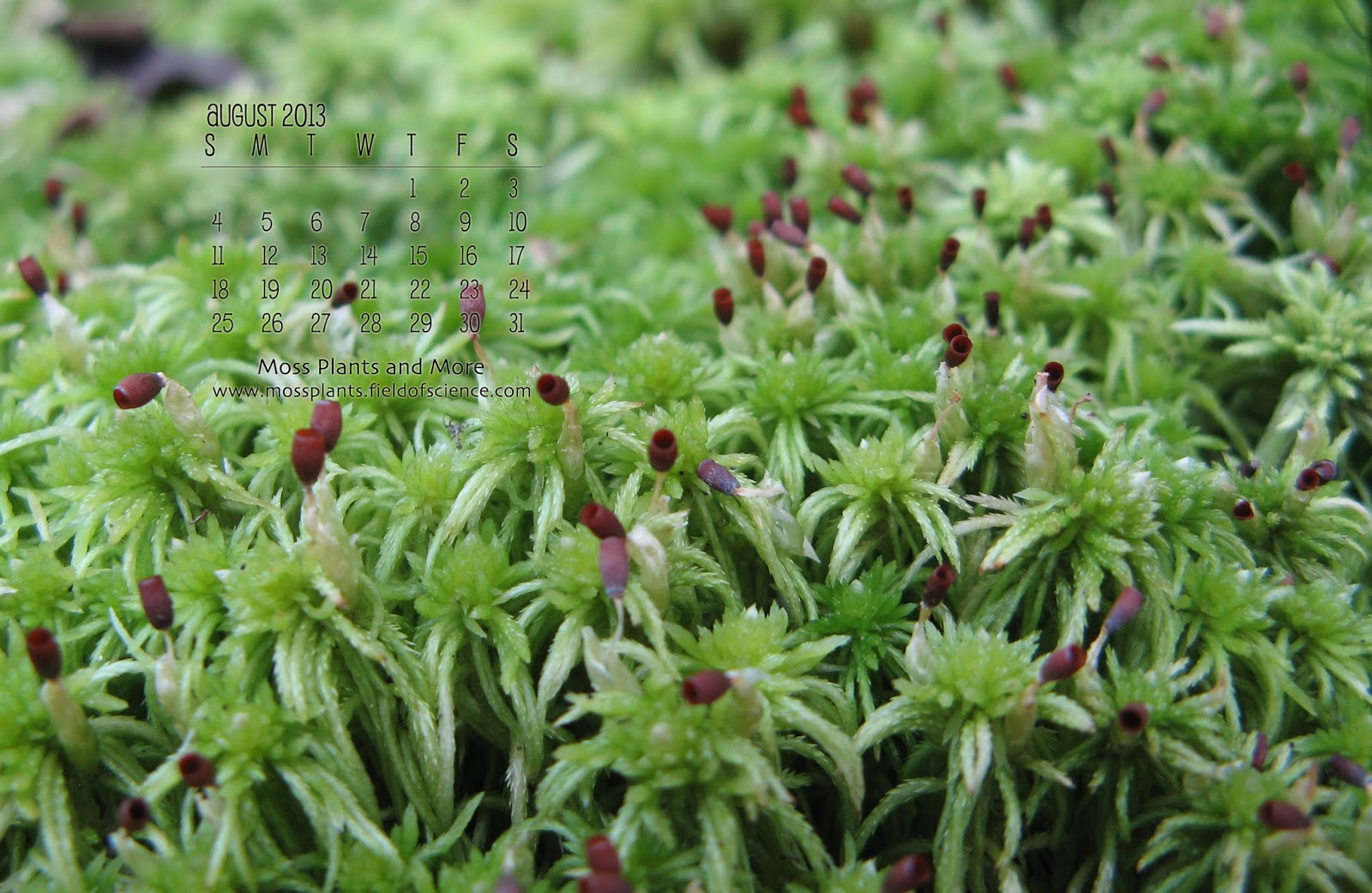 moss for plants download free moss for plants download free