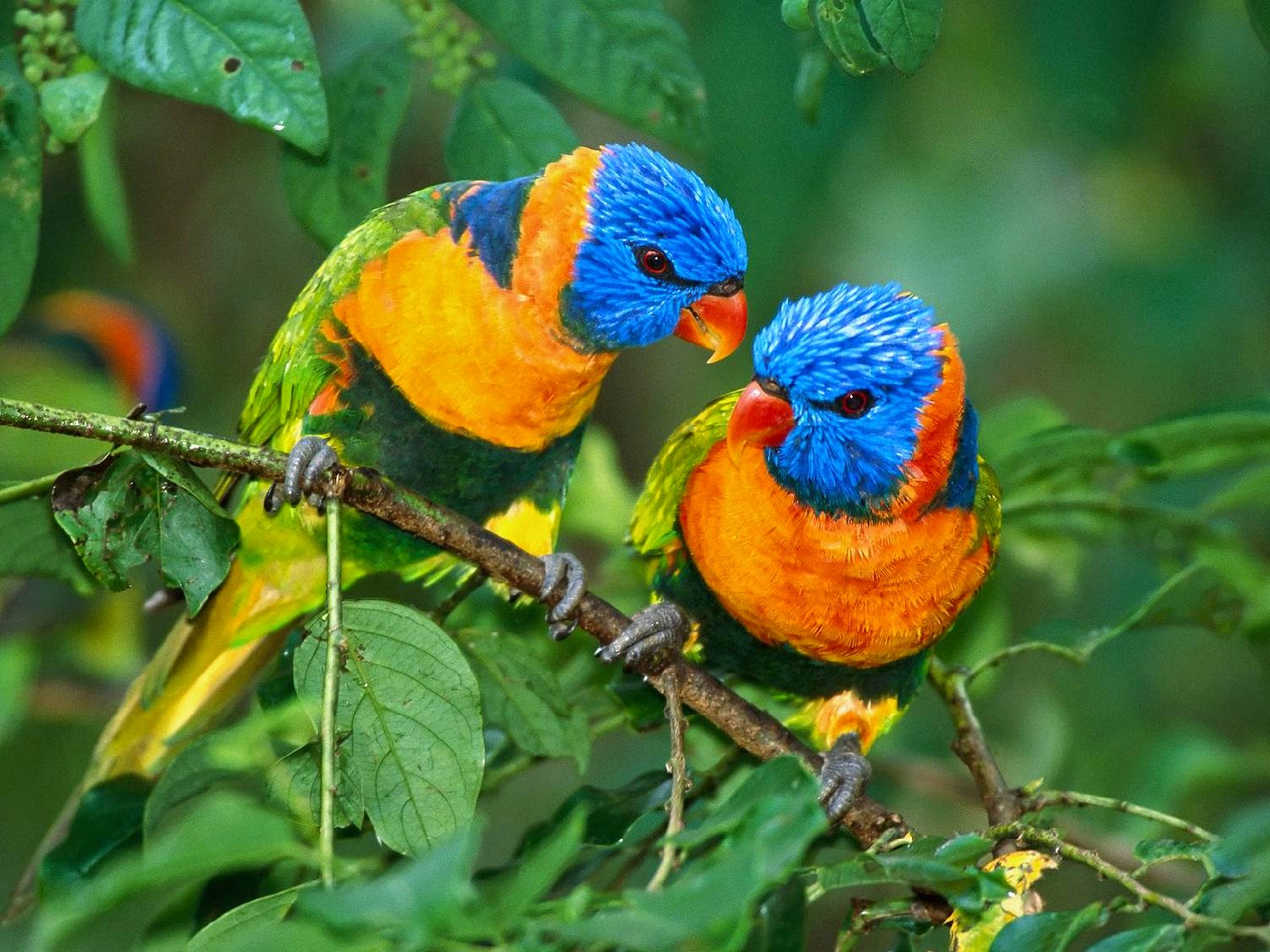 Gambar Burung Wallpaper HD ~ FOTO BURUNG KICAU