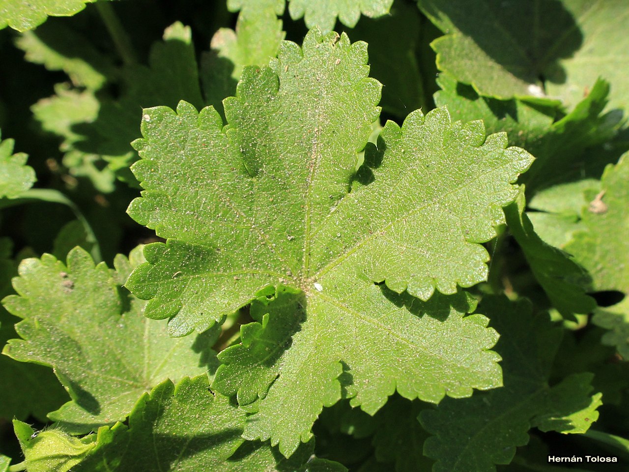 Flora Bonaerense: Malva del campo (Modiolastrum malvifolium)