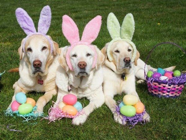 dogs wearing bunny ears