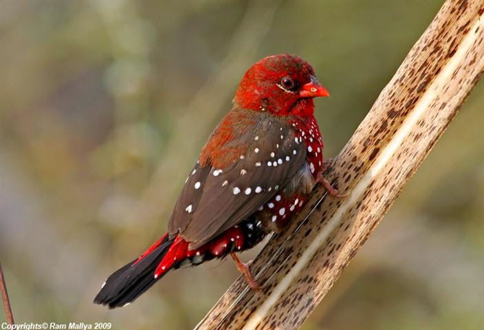 طائر الفراولة منتديات بنات فلسطين