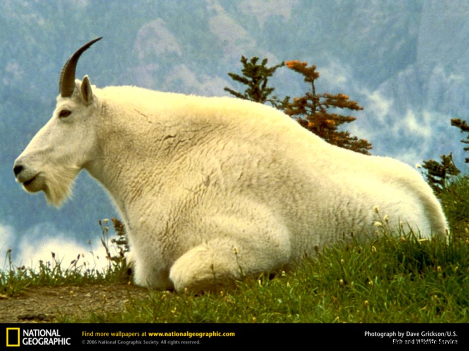 Mountain Goat Picture Mountain Goat Desktop Wallpaper Free Mountain Goat Picture Mountain Goat Desktop Wallpaper Free