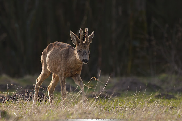 Ree - Roe Deer - Capreolus capreolus