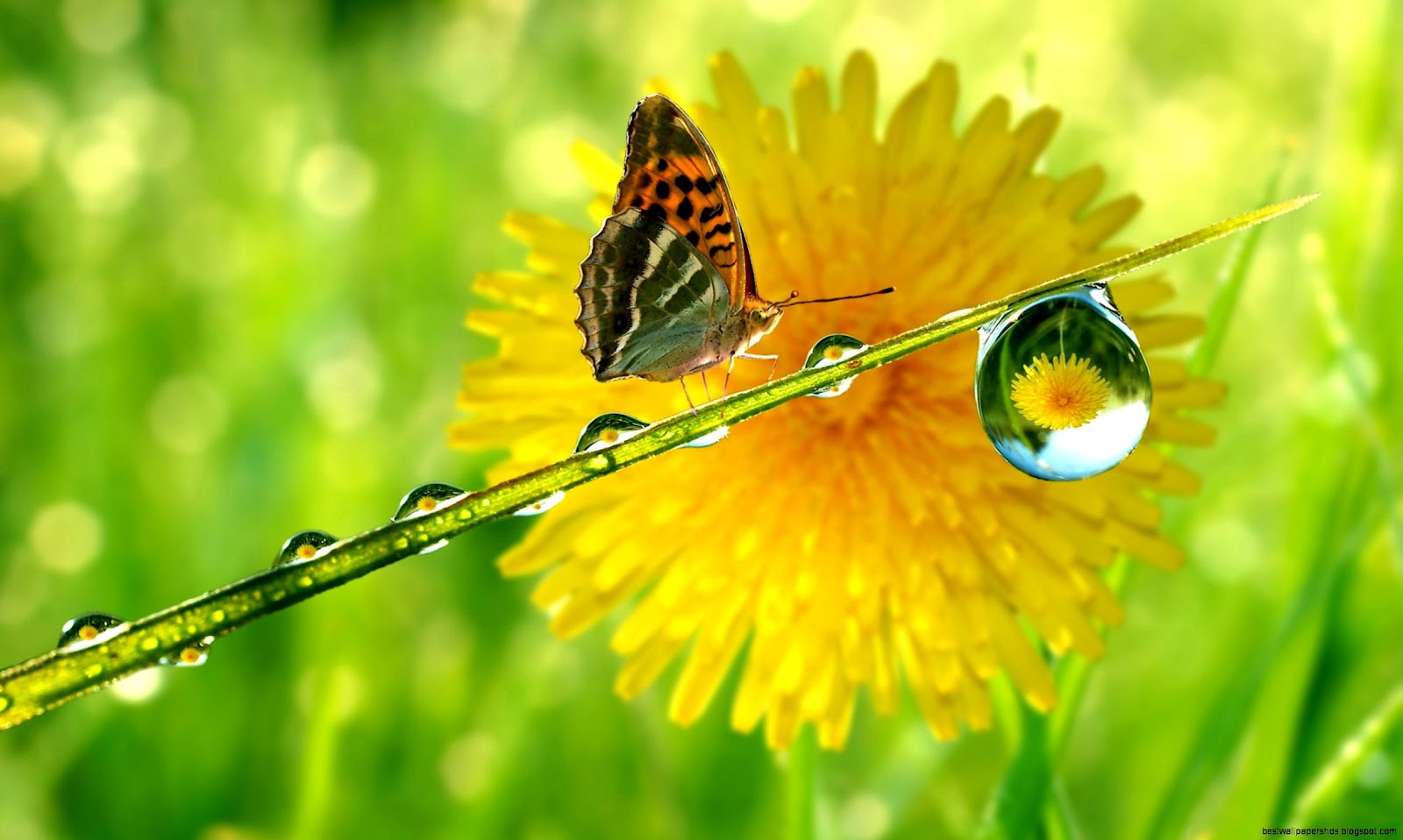 Water Drops On Flowers and Butterflies Water Drops On Flowers and Butterflies
