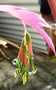 Illawarra Bromeliad Society