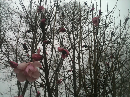 Magnolia Caerhays Belle