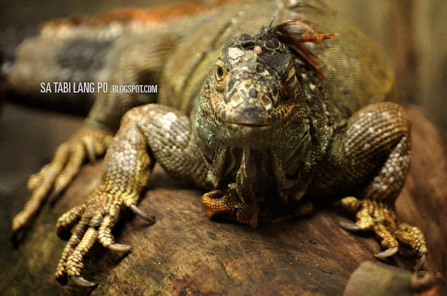 iguana reptile closeup manila zoo nature