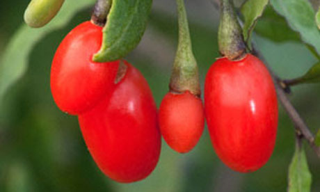Buah Goji