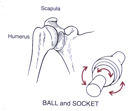 Learning Page: year 8 pass term 1 Body systems