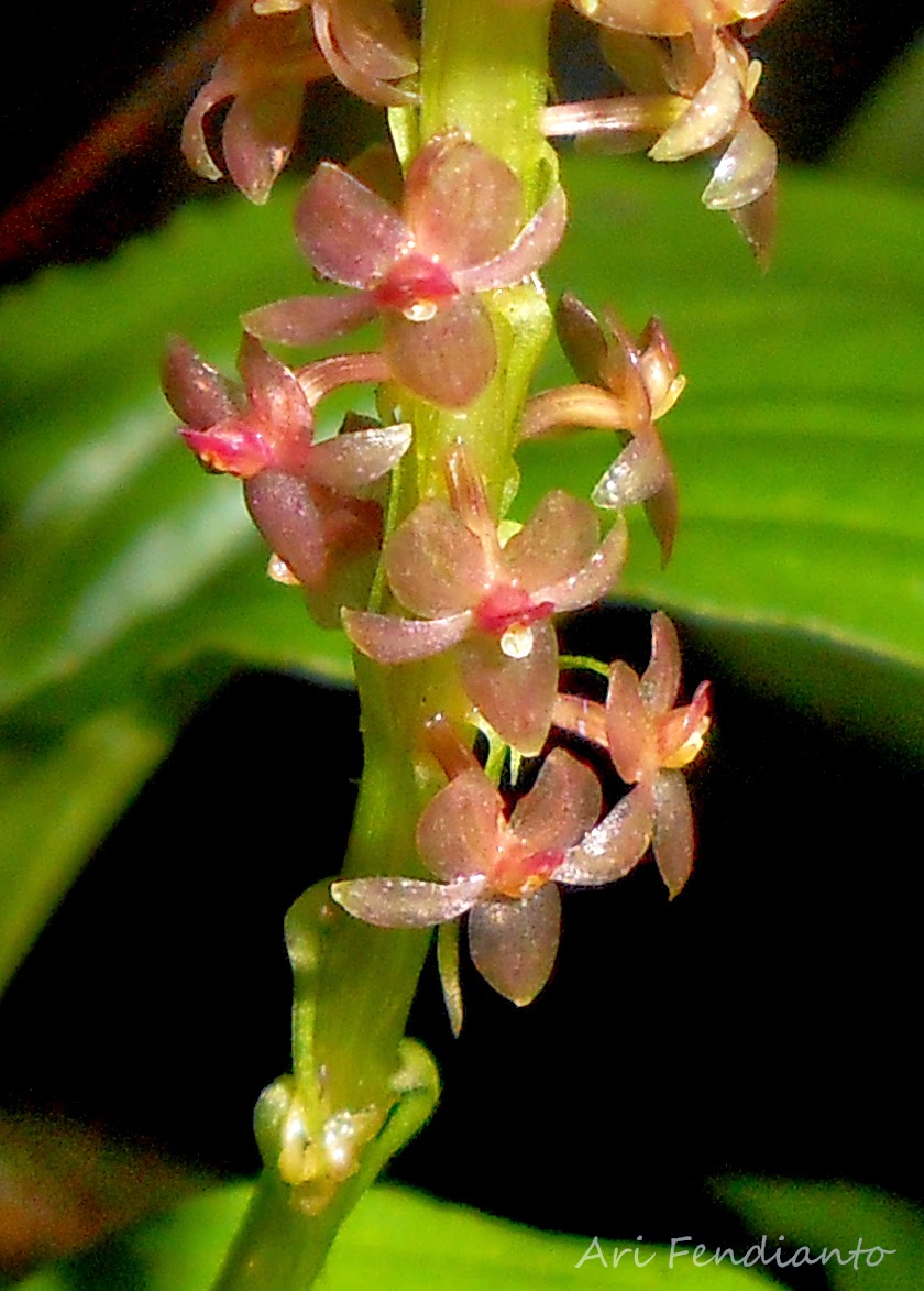 Orchids Of Indonesia Photo Malaxis Kobi J J Sm J B Comber