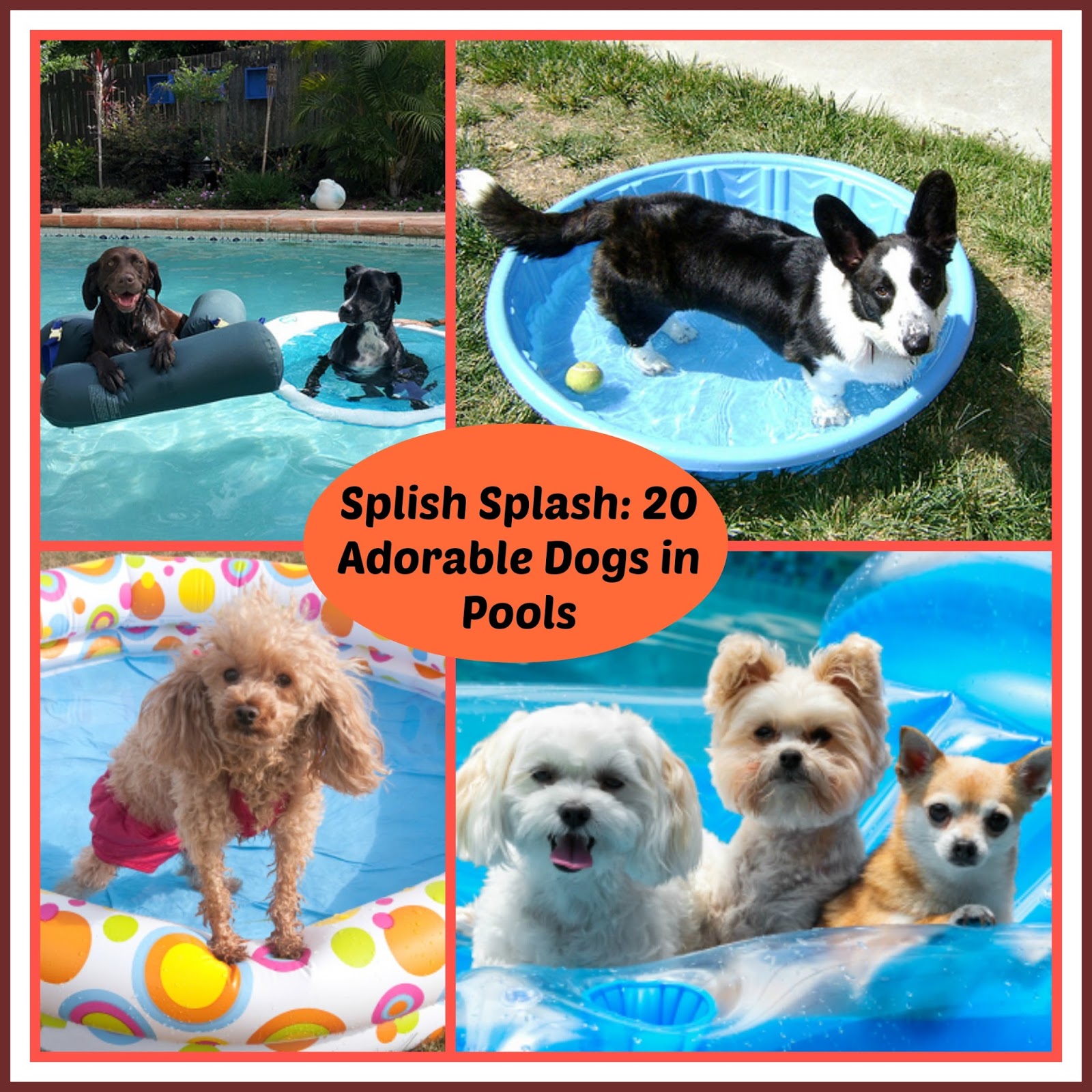 Splish Splash 20 Adorable Dogs in Pools