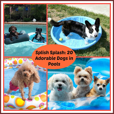dogs, dog pools