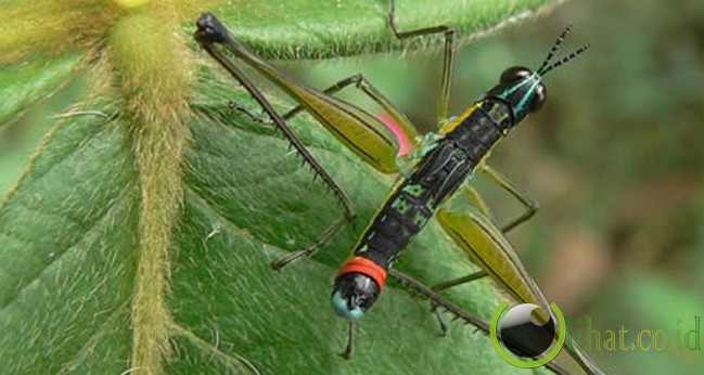 Serangga berkepala dua Serangga berkepala dua