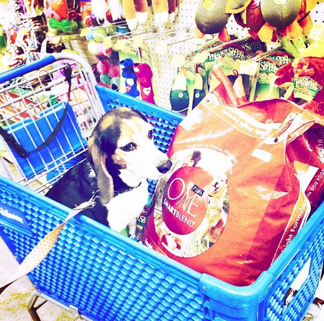 Gee Does The Purina One 28Day Challege Venus Trapped in Mars Dallas