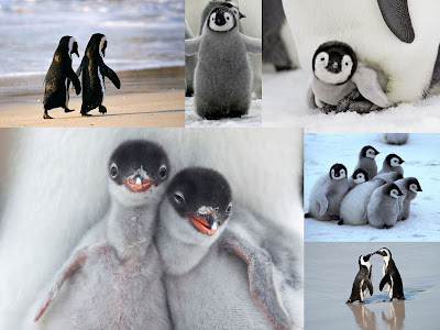 Penguins are super cute Cute Penguin Montage