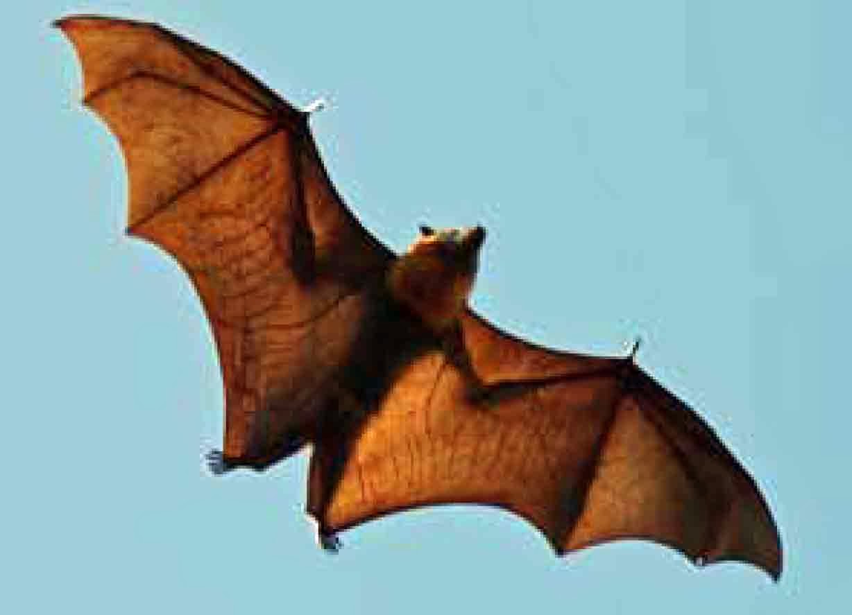 WRITE ON! Sandra Markle Go Batty For Bats Biggest! Littlest!