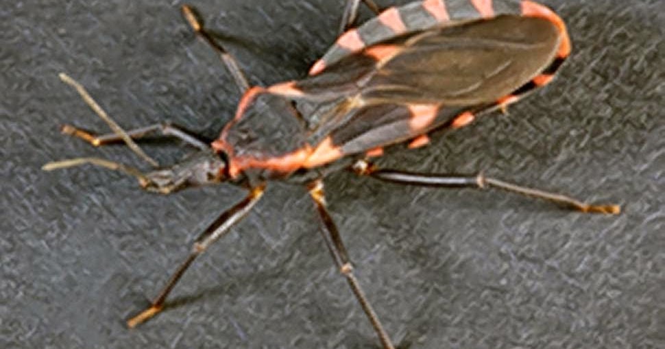 Bedbugs may spread lethal disease study My Pest News