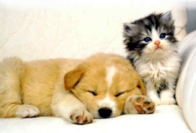 dogs sleep with cats