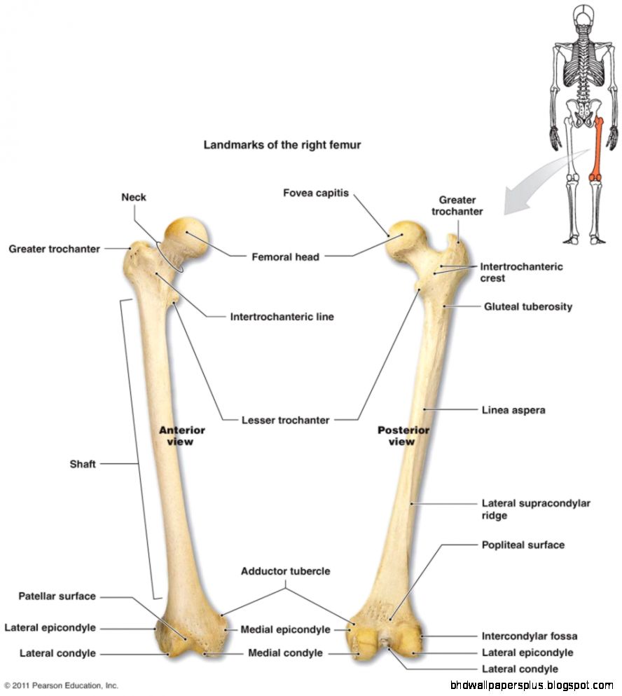 The Skeletal System The Skeletal System