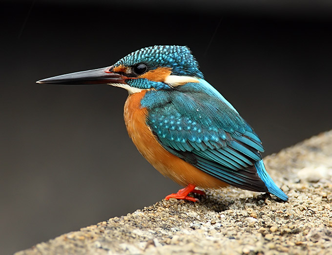 Kingfisher Common Bird