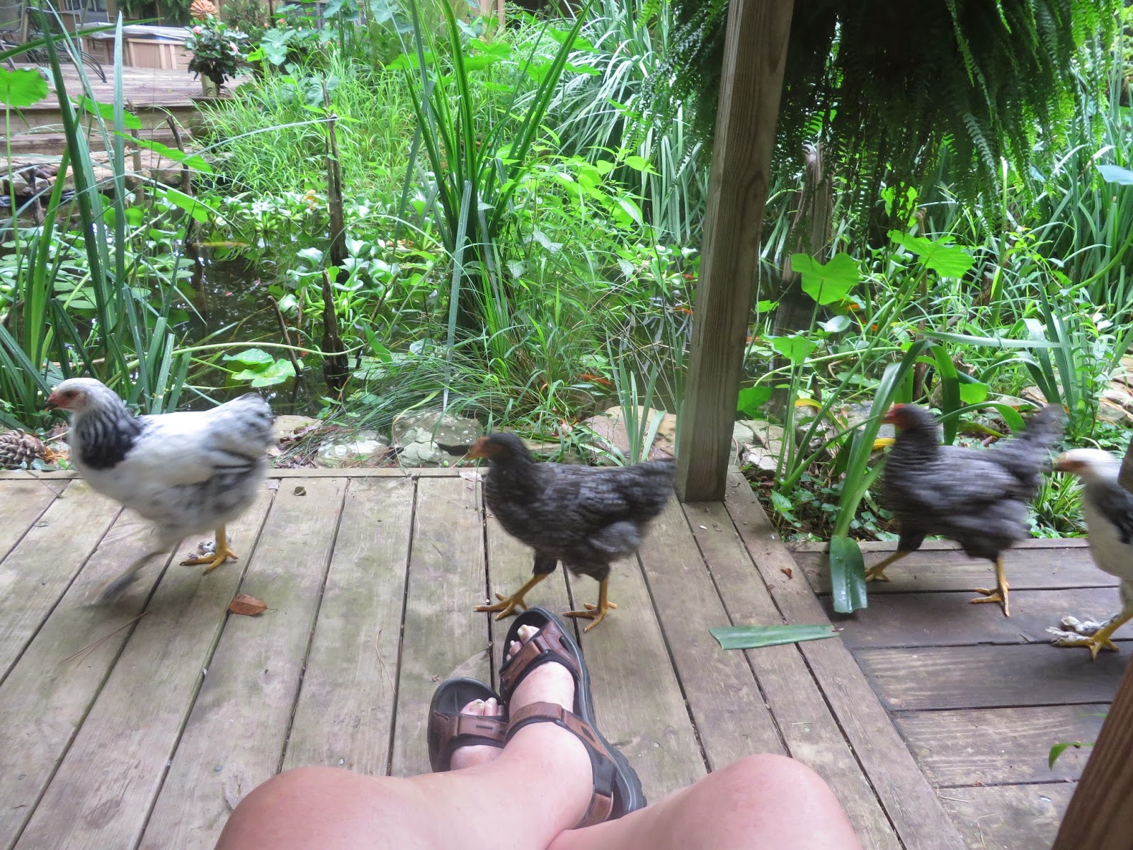 PrunePicker Chickens eat flowers and flower plants!