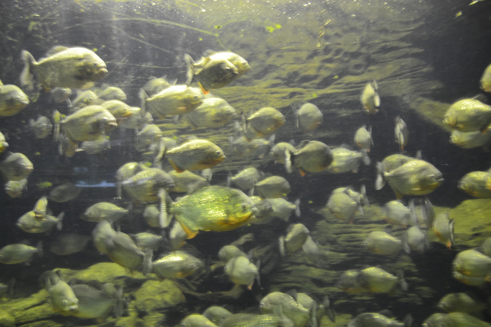 Seorang anak dengan superb-ego : Taman Mini Indonesia ...