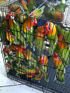 Why Don't all Bird Eggs Hatch ~ Love Bird Breeding