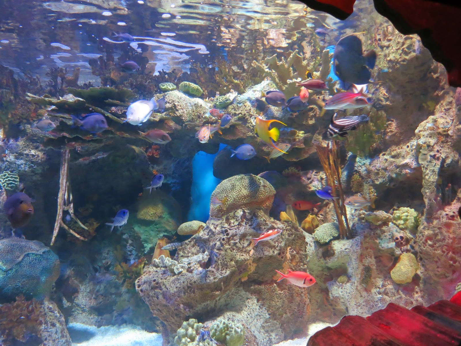 Susan's Disney Family: Adventure Aquarium Frogs: Nature's Messenger NOW