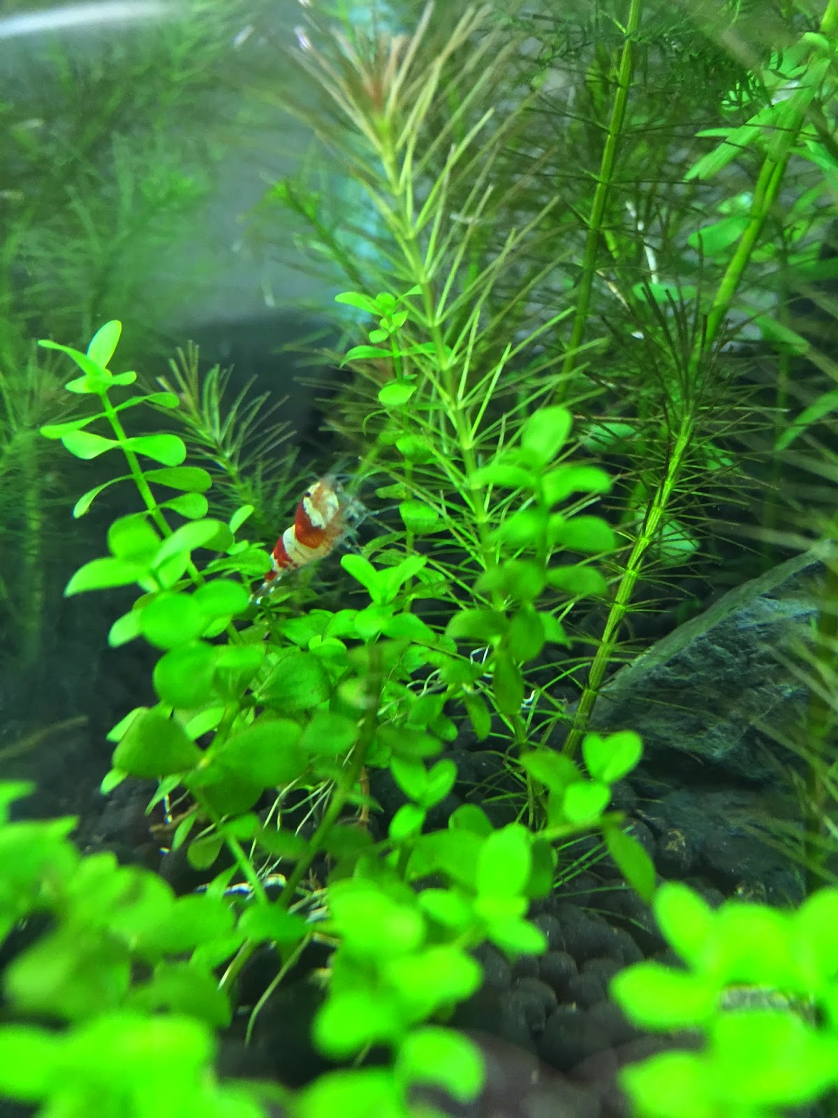 aquaticszone my freshwater aquarium