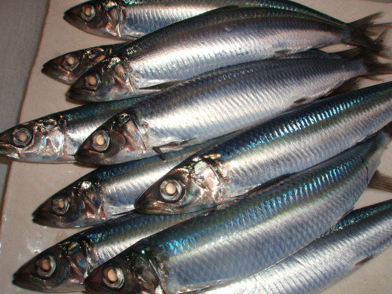 DOSHTI Health benefits of Sardines