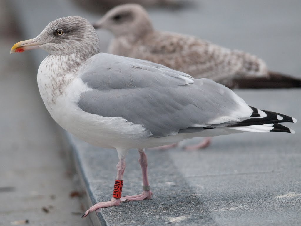 Urban ringing Oldtimer from Neartic and Herring Gull ringed in UK