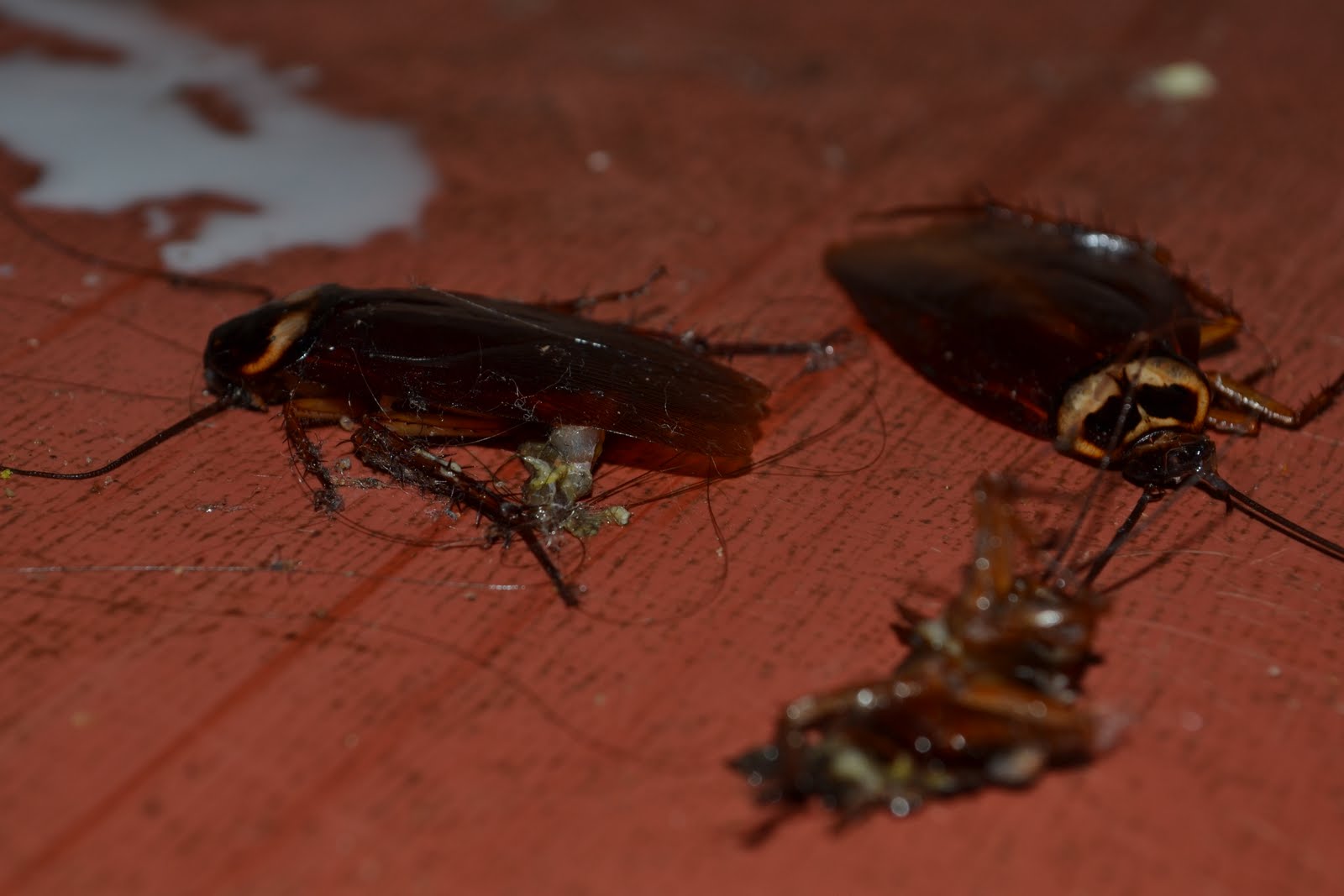 kakkerlakken.JPG