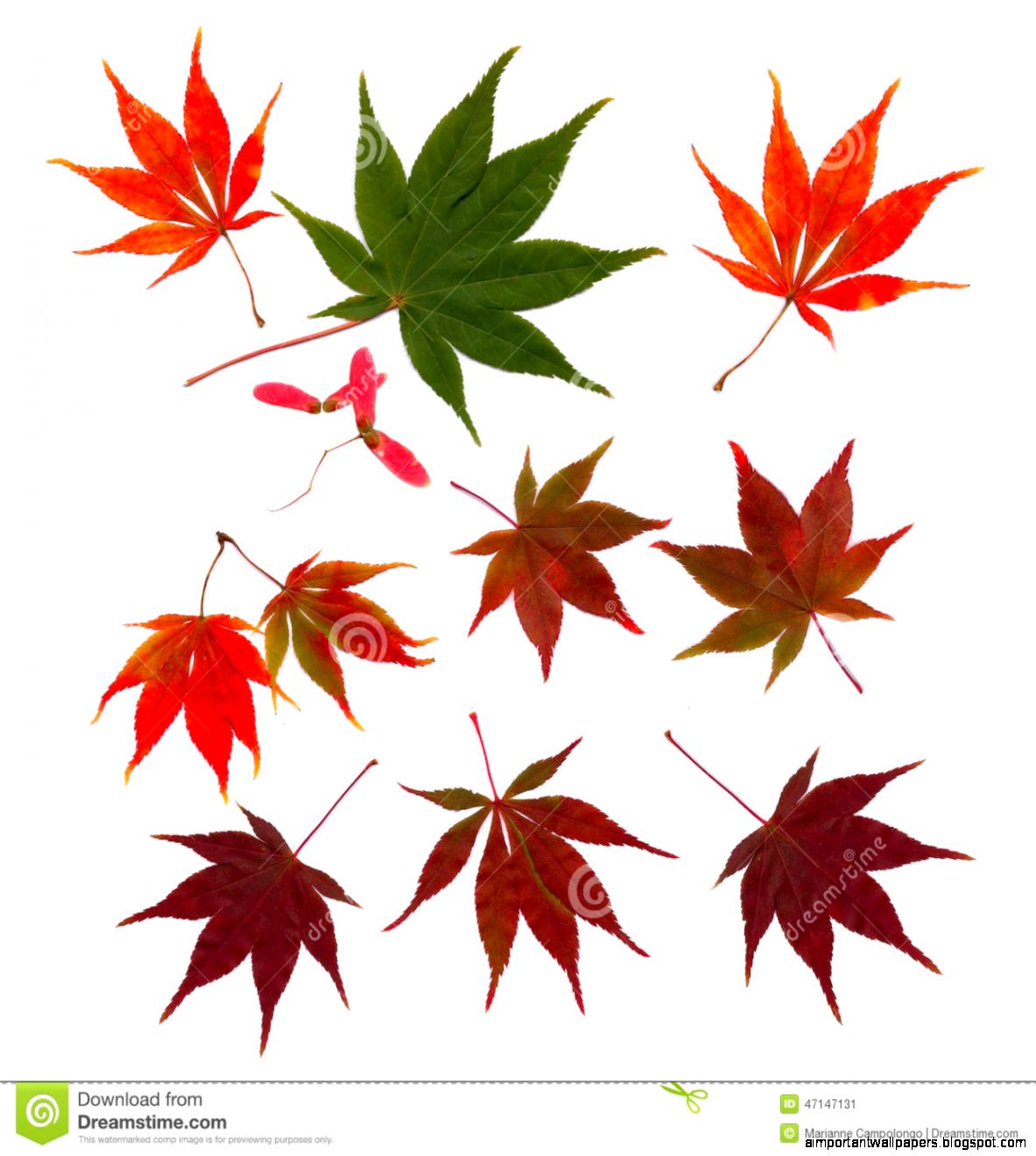 Autumn Japanese Maple Leaves Fall Cut Outs Stock Photo Image Autumn Japanese Maple Leaves Fall Cut Outs Stock Photo Image