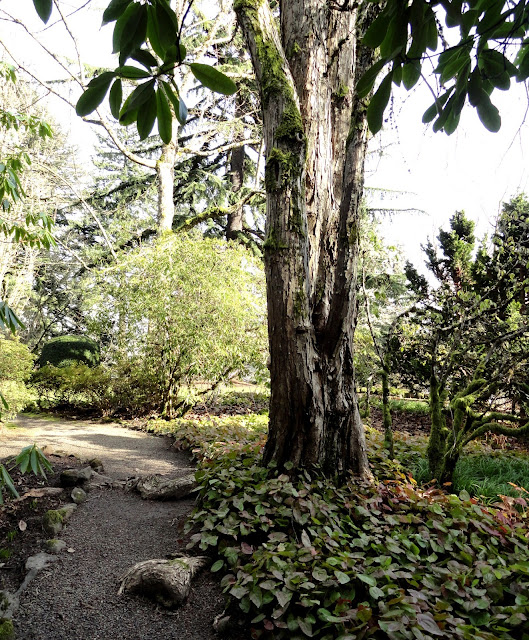 The Sustainable Enough Garden November 2019