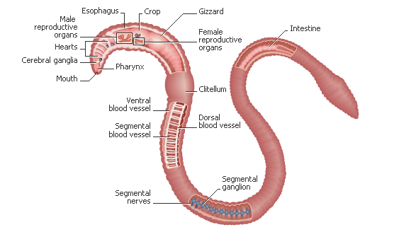 digestive system diagram labeled. digestive system diagram