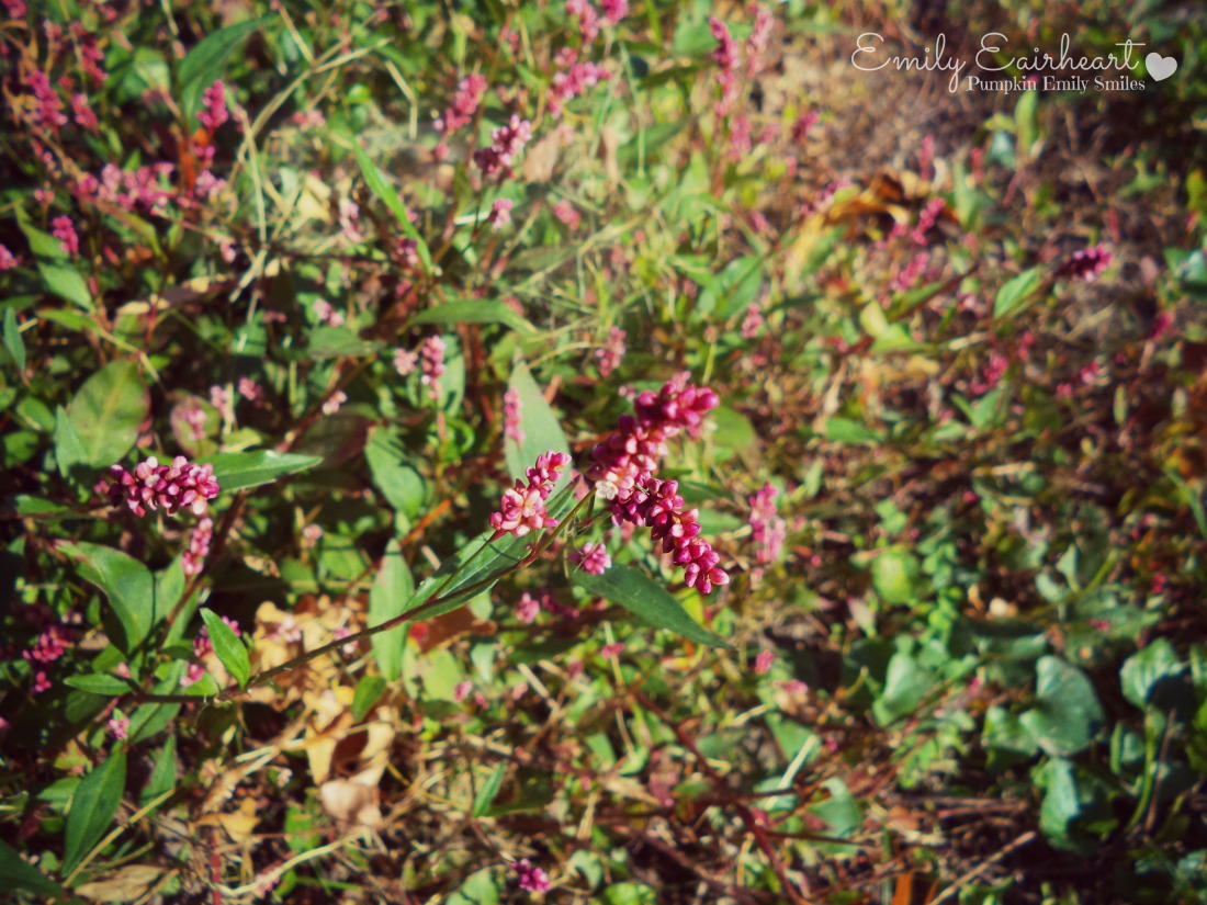 Pink and purple flowers.
