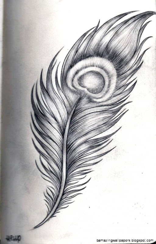 Images gt Peacock Feather Drawing Tumblr Images gt Peacock Feather Drawing Tumblr