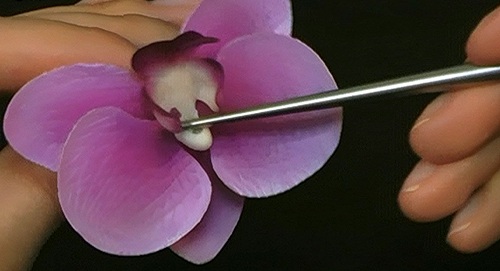 Орхидея мастер класс полимерная глина