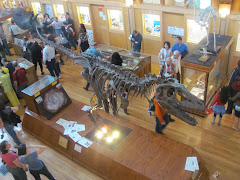 a nice big Dinosaurs at the museum