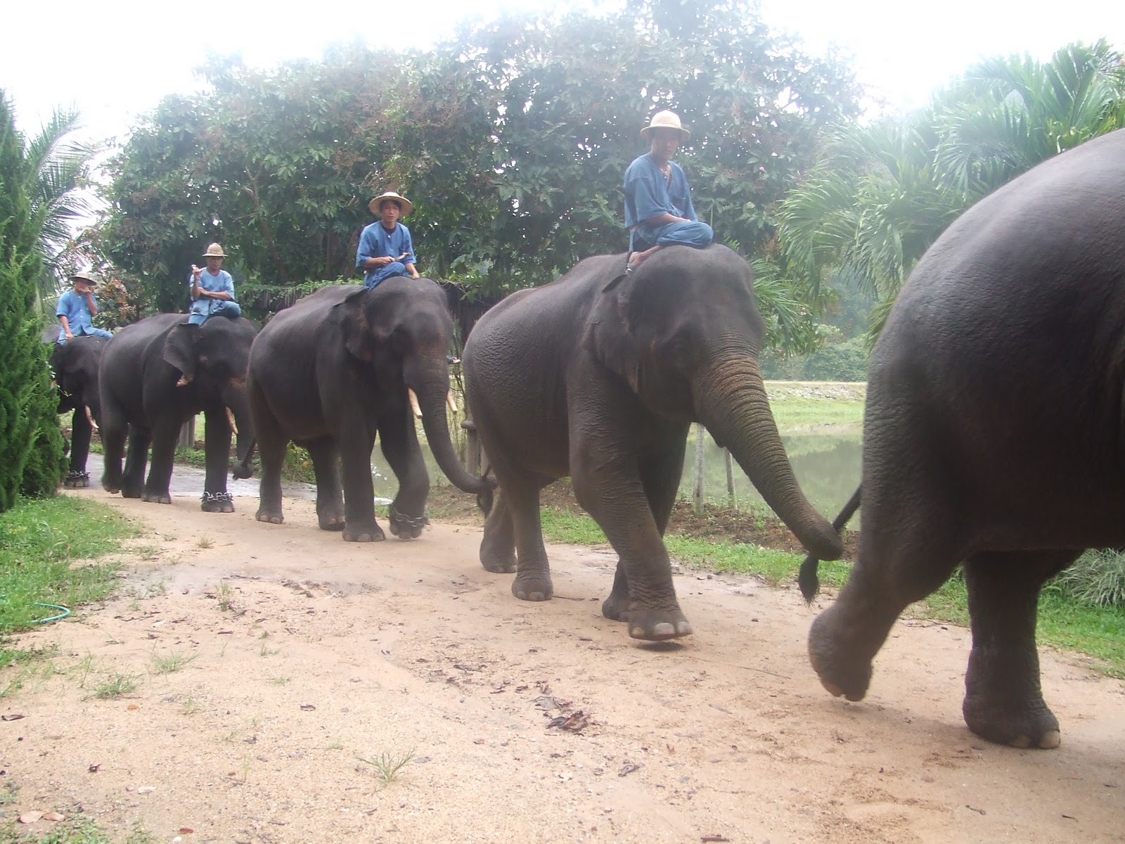 University Of Tennessee Investigating Butt Chugging Incident At Frat House Page 2 Off Topic Discussion Forum