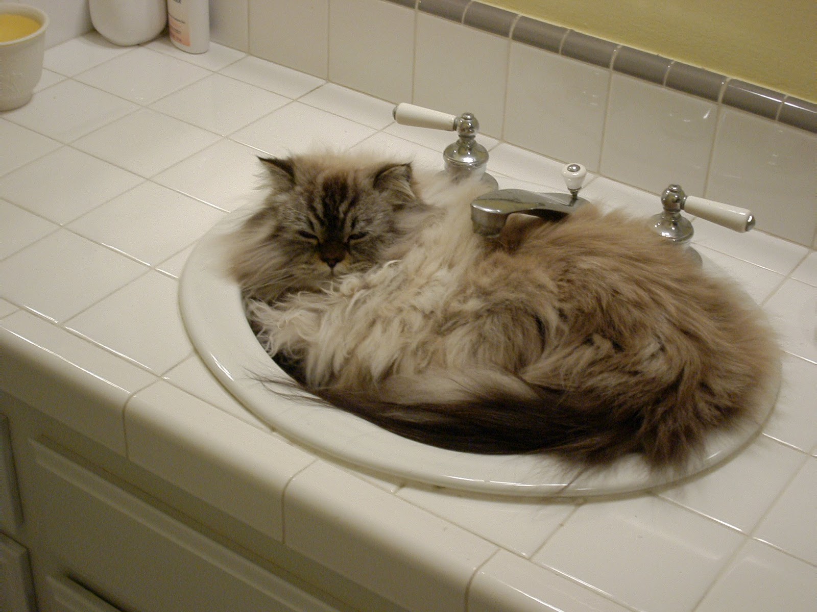 Techmediatainment Cute cats sleeping in weird places