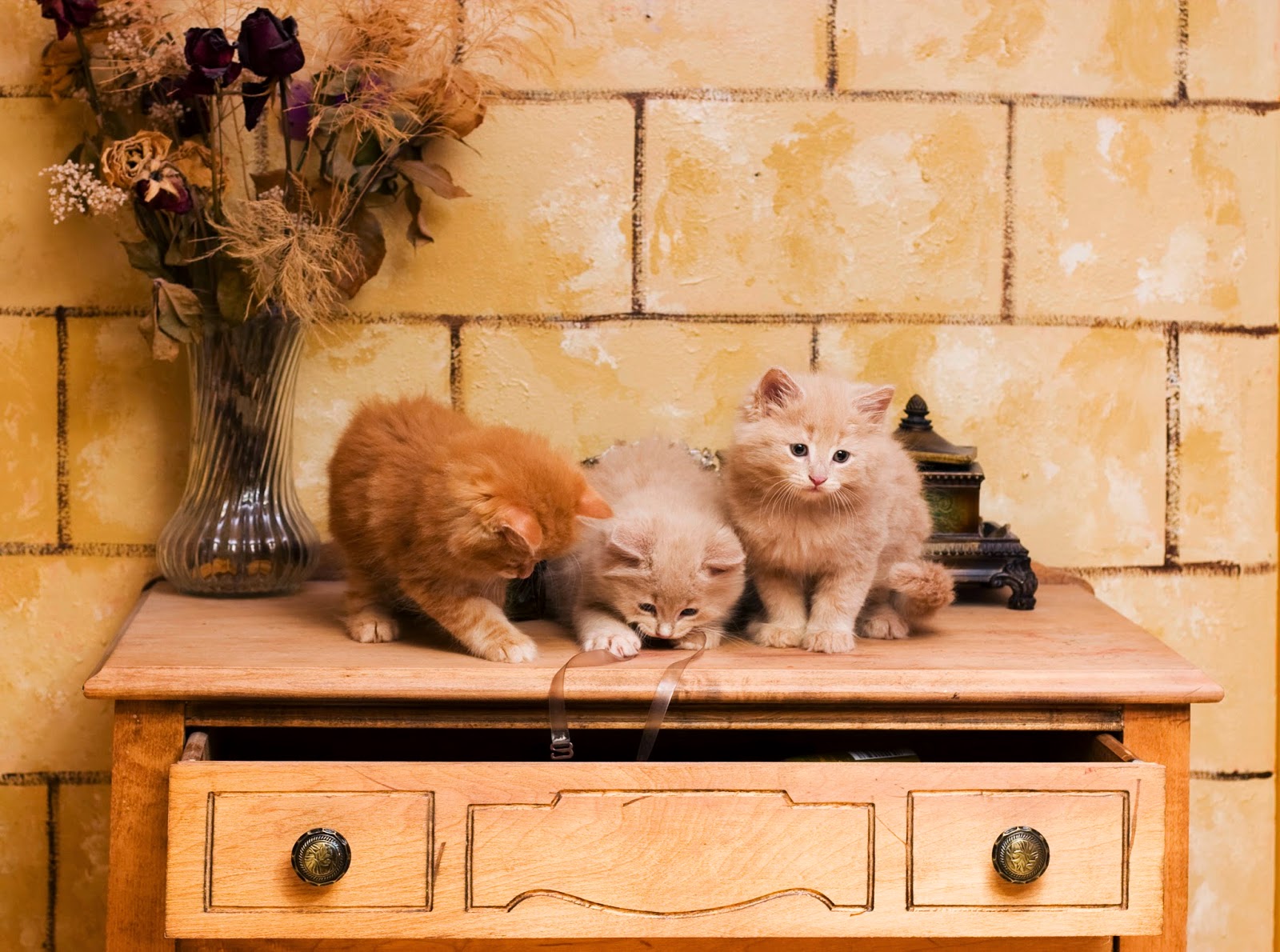 Bregman Veterinary Group How Can You Keep Curious Kittens Safe?